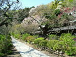 ③東慶寺のサクラ