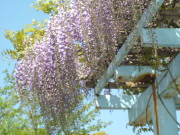 ①鶴岡八幡宮のフジ１