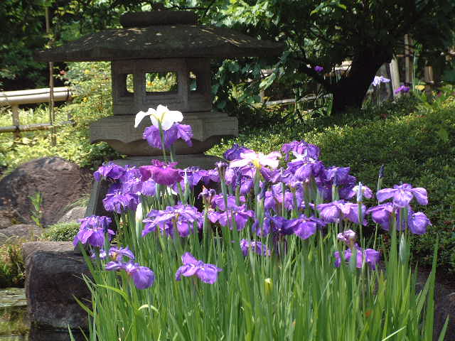 長谷寺のハナショウブ