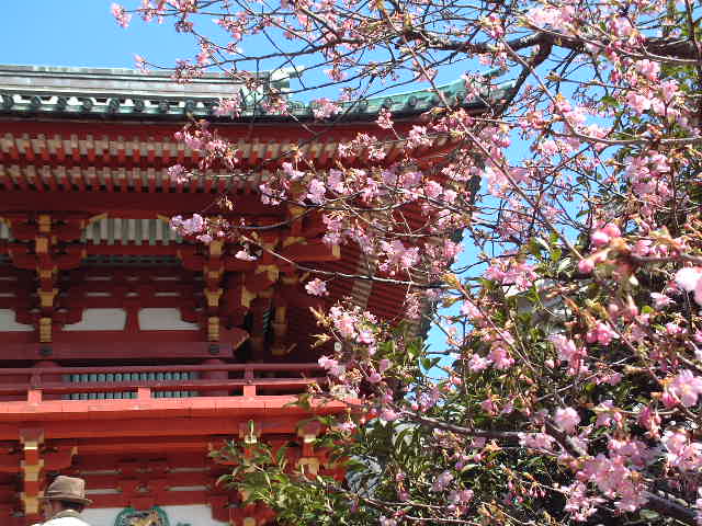 鶴岡八幡宮のサクラ