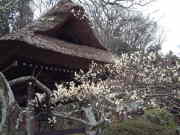 ③東慶寺のウメ2