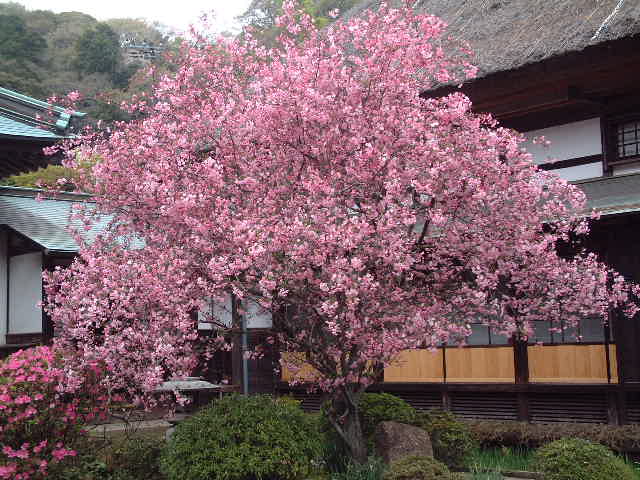 海蔵寺のカイドウ