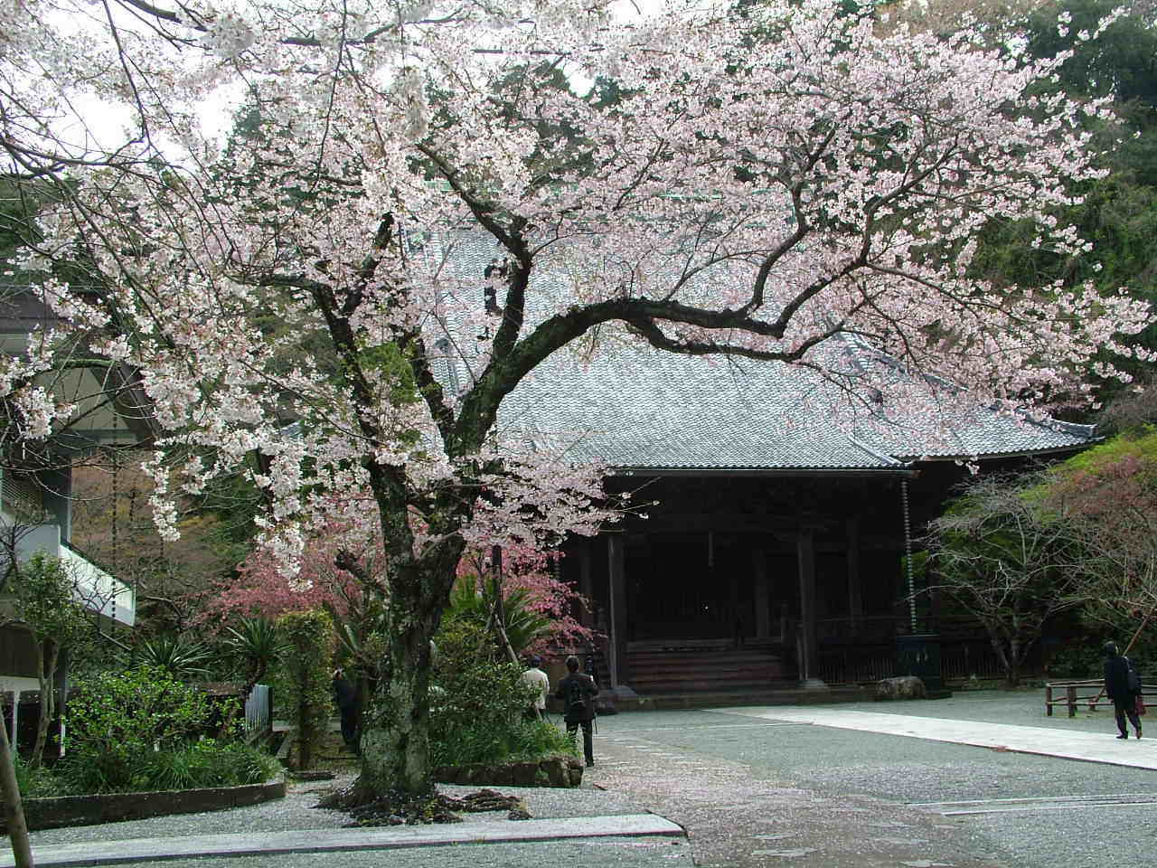 妙本寺のサクラ