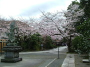 ⑥長勝寺のサクラ２