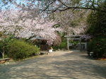 ⑥葛原岡神社のサクラ