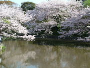 ①鶴岡八幡宮源平池のサクラ