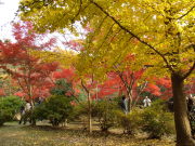 ③源氏山公園の紅葉