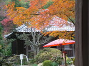 ④海蔵寺の紅葉１
