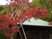 ⑤浄光明寺の紅葉1