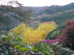 ⑤天園から獅子舞の紅葉の眺め