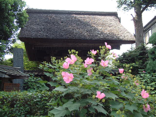 極楽寺のフヨウ