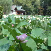 ①鶴岡八幡宮源平池のハス