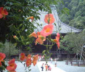 妙本寺のノウゼンカズラ