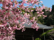 ②妙本寺のカイドウ2
