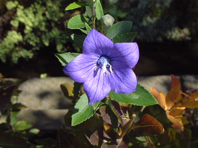 鎌倉の花 鎌倉ぶらぶら