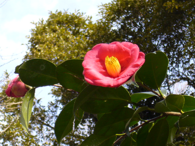 鎌倉の花 鎌倉ぶらぶら